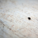 Illustration for article titled Shooting Challenge: Bugs Gallery (Part 4)